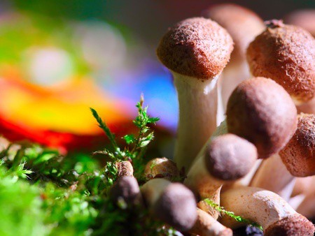 Hallucinogens Addiction Treatment and Recovery in Miami
